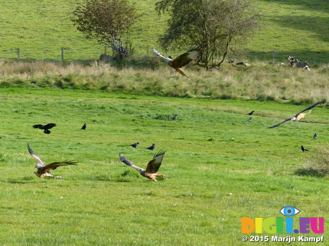 FZ023216 Red kites (Milvus milvus)